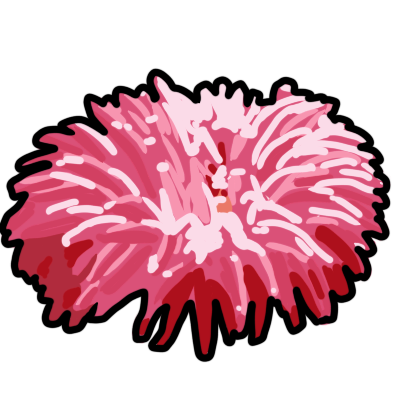 a pink sea anemone with a black outline.